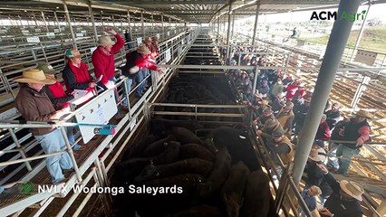 Wodonga sale features standout Angus pen