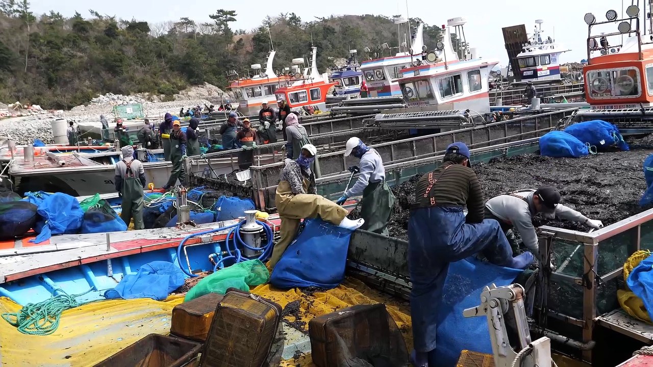 Amazing! Korea’s ultimate K-Food — Gim (Korean seaweed), selling over 3,000 tons every month worldwide. The most popular seaweed from Korea! – Korean Street Food