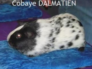 LA REPRODUCTION DU COCHON D'INDE - les dangers