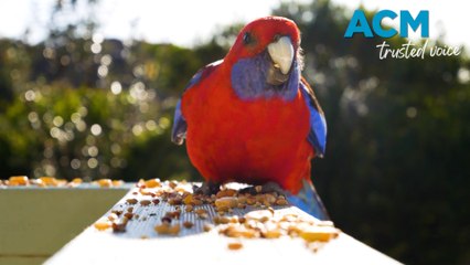 Should you feed birds in your backyard?