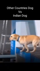 Other Countries DogVsIndian Dog#desidog #dogpower #indiandog