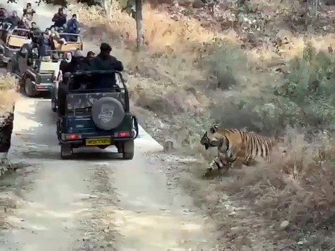 Panna tiger reserve #tiger #wildlife #pannatigerreserve