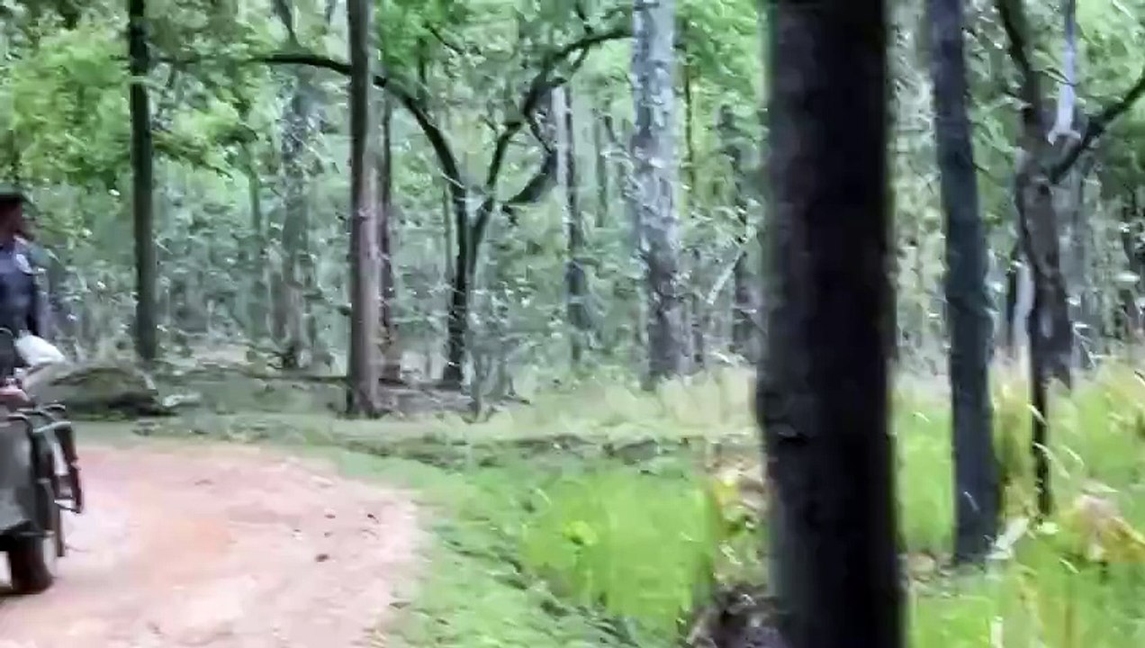 Tiger is hunting. #tiger #hunting #wildlife