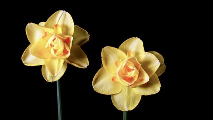 Relaxing Blooming Flower 🌸 - Pure Nature for Calm & Focus