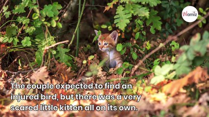 Cyclists hear unusual sound by the road and make a surprising discovery