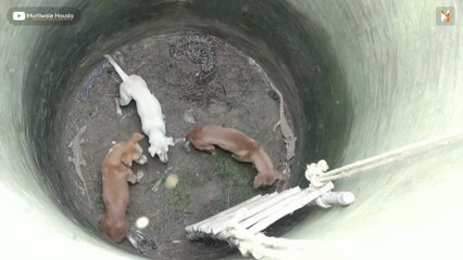 Unbelievable video caught on camera 😱 Such a dangerous act that you might be seeing for the first time in your life..."