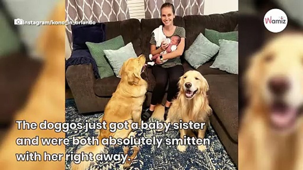 Golden Retrievers protect baby sis in adorable video