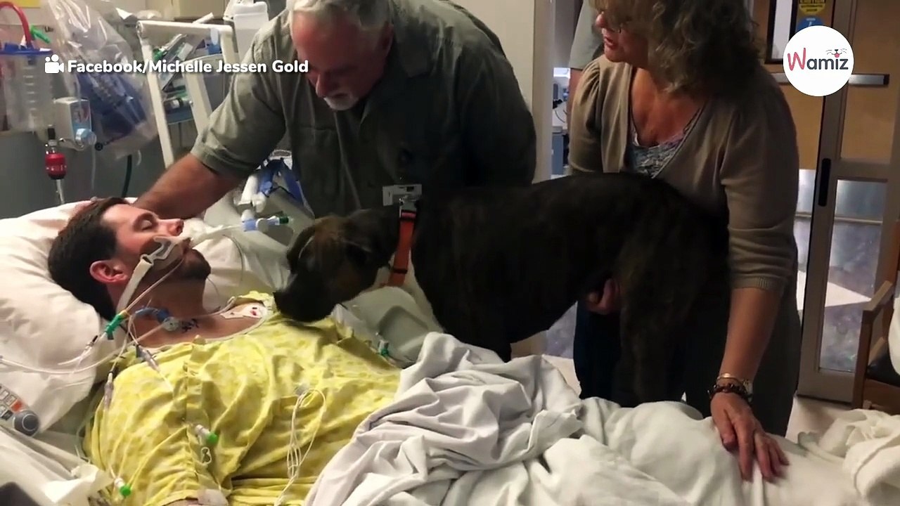 Boxer's incredible reaction to owner's final moments leaves everyone stunned