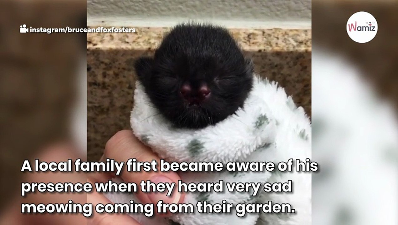 This cute kitty was abandoned because of a very unusual birth defect