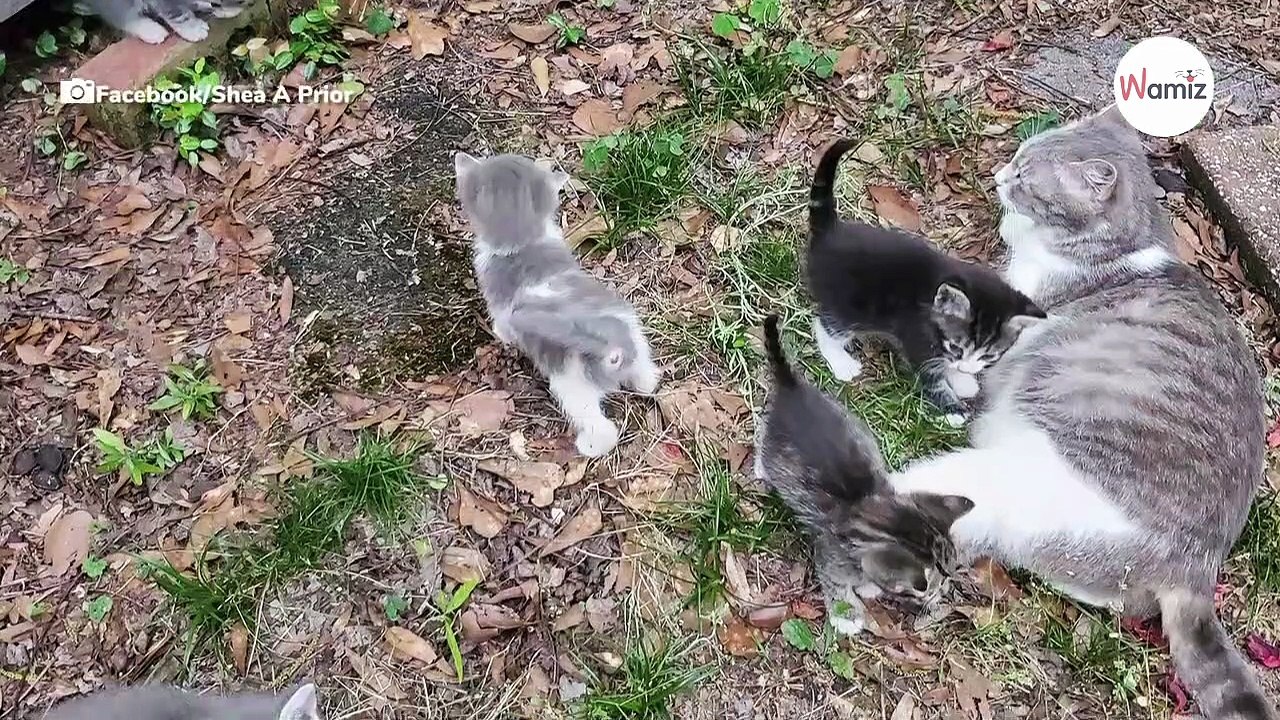 Stray cat introduces her kittens to the kind-hearted woman who fed her