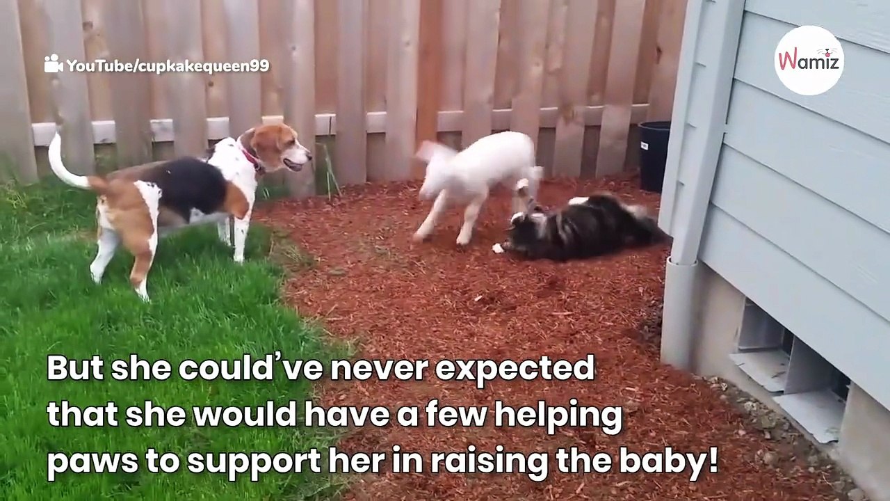 Watch: Lamb, Beagle, and cat play tag together – and it’s too cute to handle!