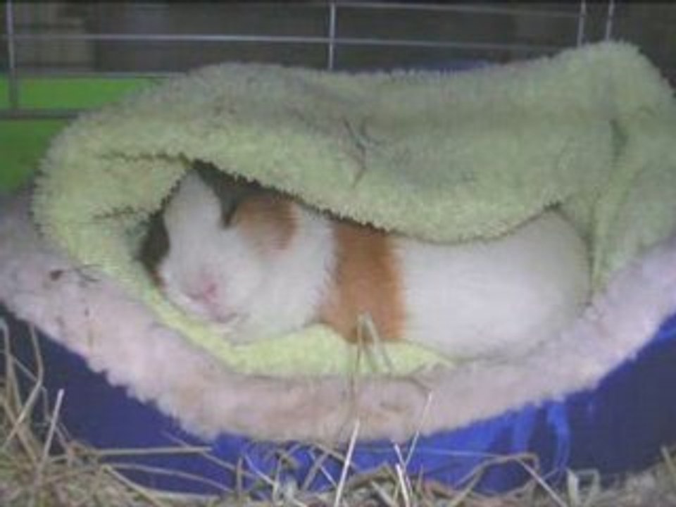 Les Cochons d'Inde de PASSION COBAYE !