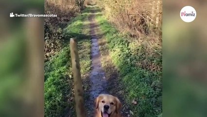 Watch: Hilarious Golden brings back a much larger stick than he was thrown