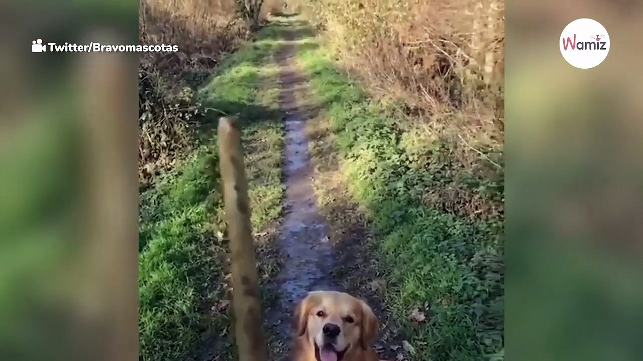 Watch: Hilarious Golden brings back a much larger stick than he was thrown