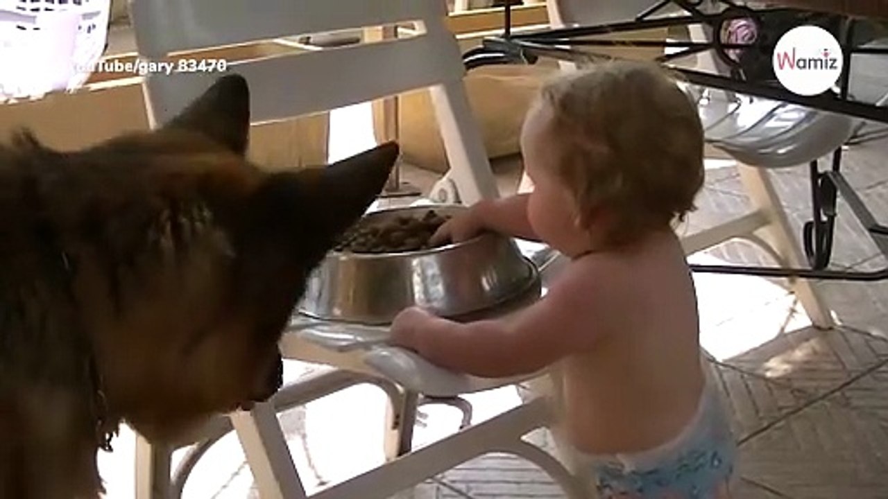 Watch as baby feeds German Shepherd – this will make you melt!