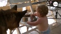 Watch as baby feeds German Shepherd – this will make you melt!