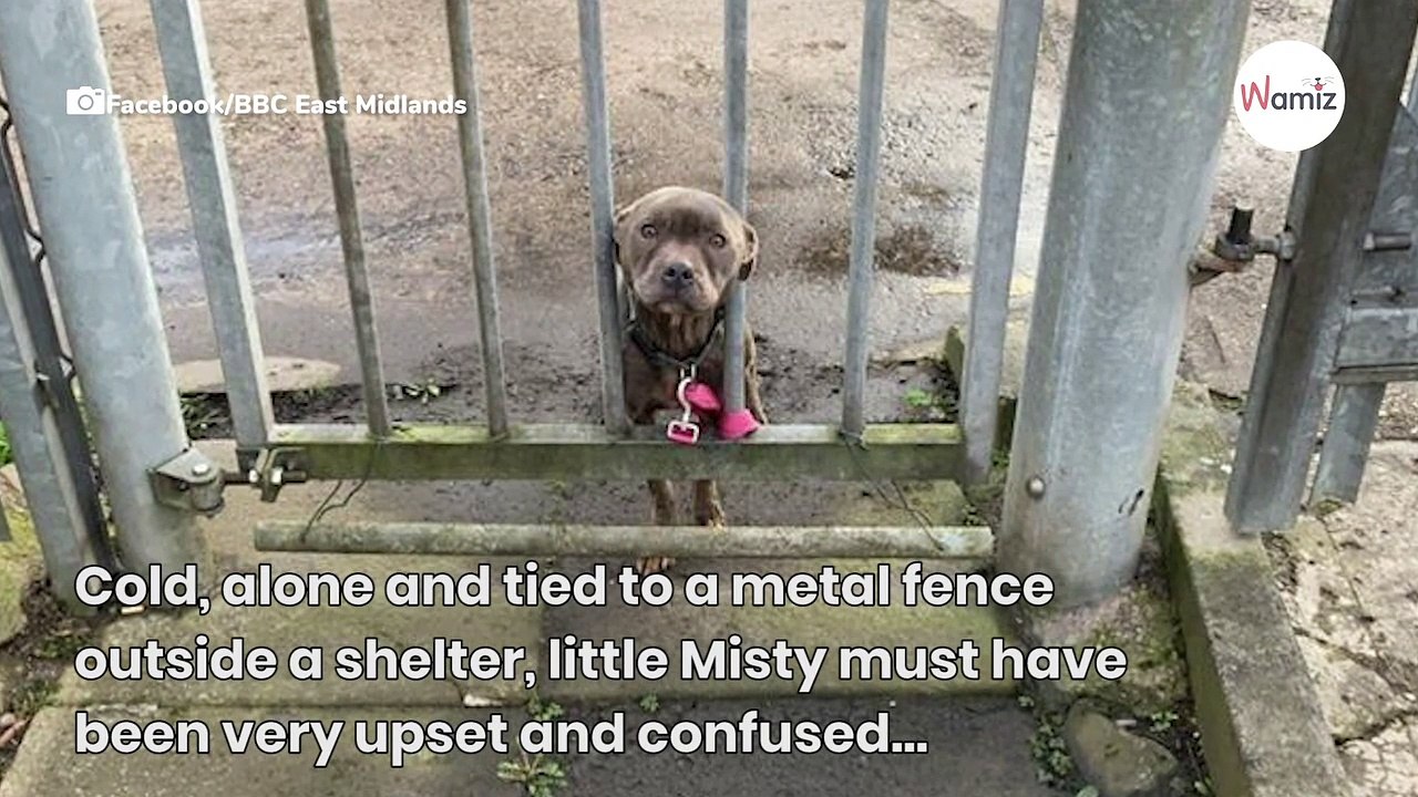 Abandoned Staffie waits patiently to be rescued