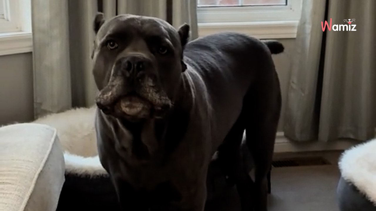Ein Cane Corso entdeckt, dass sein Körbchen besetzt ist: Seine Reaktion bringt das Internet zum Schmelzen