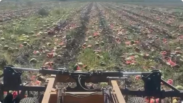 Halde kilosu 1 TL'ye kadar düştü, markette 14 TL'den satılıyor