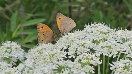 Sadece yazları ortaya çıkıyor: Renk cümbüşü görülmeye değer