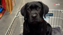Um seinen Hund zu sozialisieren, nimmt er ihn mit in ein Geschäft: Die Reaktion verblüfft nicht nur Herrchen