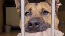 Tras 4 años en el refugio, esta perrita de mirada suplicante no entiende por qué nadie la quiere