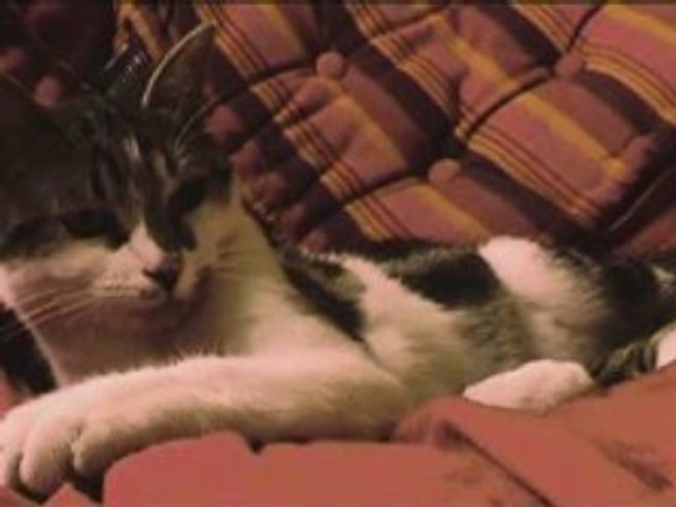 Mimi le chaton III : chaton VS chaton