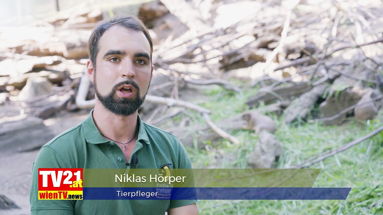 Präriehund-Nachwuchs zeigt sich