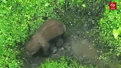 सारंडा में 6 साल का हाथी हुआ गंभीर रूप से घायल, वन विभाग की टीम कर रही तलाश