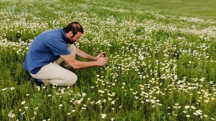 Süphan Dağı ile birleşen manzara: Papatyalarla renklendi!