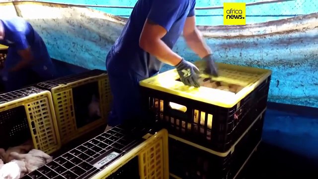 South Africa reports new bird flu outbreak on poultry farms