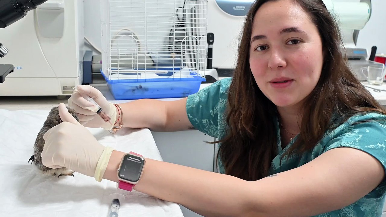 ‘Aliş’ İsimli Yavru Baykuş Kısa Sürede Birimin Maskotu Oldu