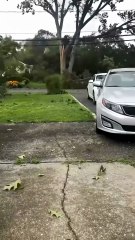 The big tree was blown down by the strong wind