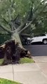 Wind hits big trees