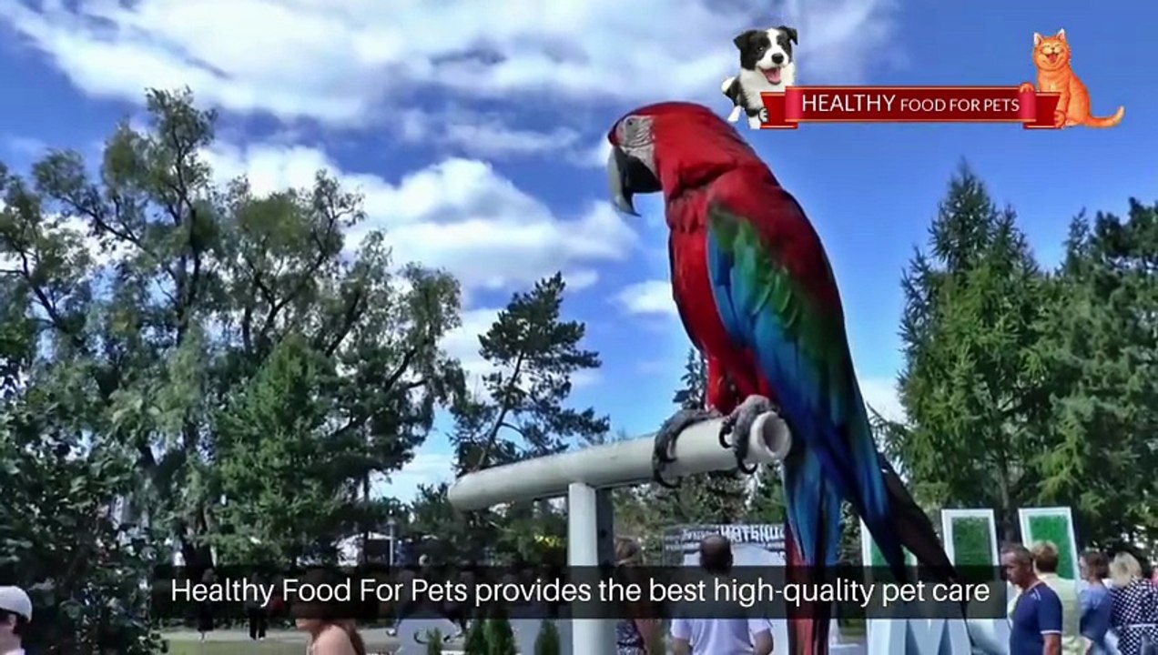 Healthy Food Products For Pets