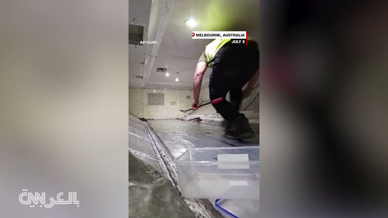 ثعبان على متن طائرة
