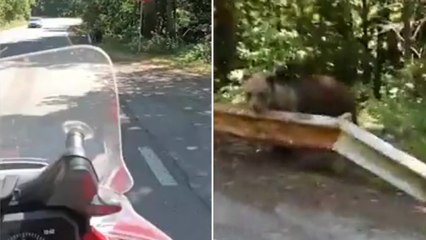 L'orso sul ciglio strada: l'ultimo video del motociclista attaccato e ucciso in Romania