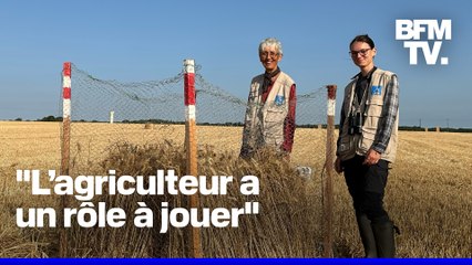 ROBIN DE BFM - Dans la Vienne, ils sauvent les busards qui nichent dans les champs de blé avant la moisson