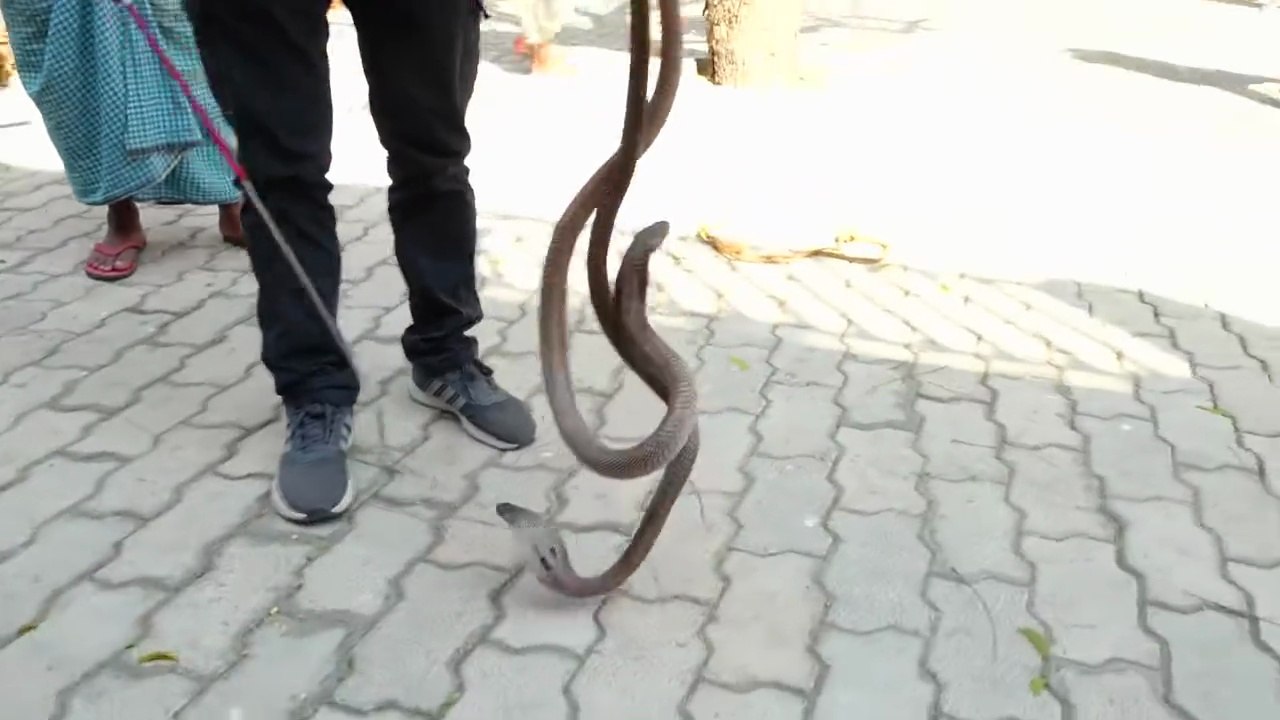 Shocking Discovery: Venomous & Female Snakes Found Inside Cow Dung Cake!"😱 Nag Nagin 👀