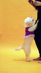 A Cute Puppy Jumping😱