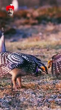 ایک خوبصورت پرندے کا بہت ہی خوبصورت رقص منفرد انداز میں ،bueatiful dance of a beautiful bird 🐦🕊️