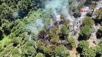 İstanbul'daki kent ormanında yangın! Vali Gül'den açıklama
