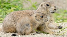 Präriehund-Nachwuchs zeigt sich im Tiergarten Schönbrunn