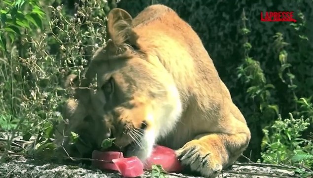 Caldo, allo zoo di Parigi ghiaccioli per nutrire gli animali
