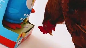 Galo Pipo, adotado por família em Chapecó, fica feliz com presente inusitado