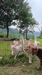 This cat has soft fur and is lovely!