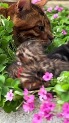 The kitties are playing!