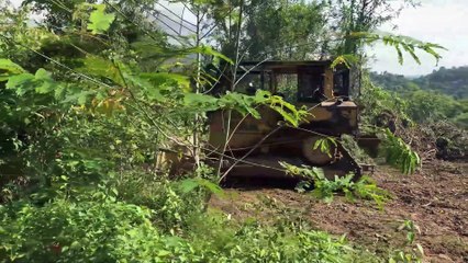 Bulldozer D6R XL Clears and Prepares the Plantation for Use