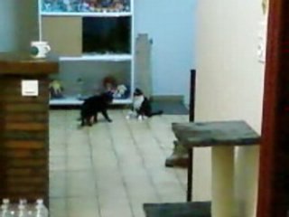 Fifille et Kyla qui jouent