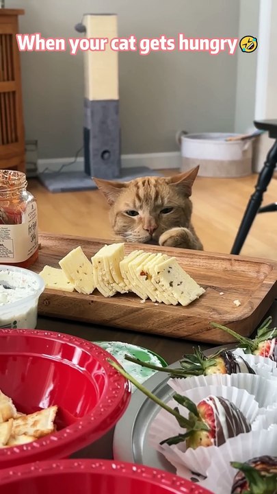 When your cat get hungry 😂